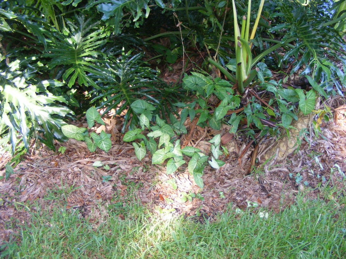 DSCW0793.JPG (485238 bytes)